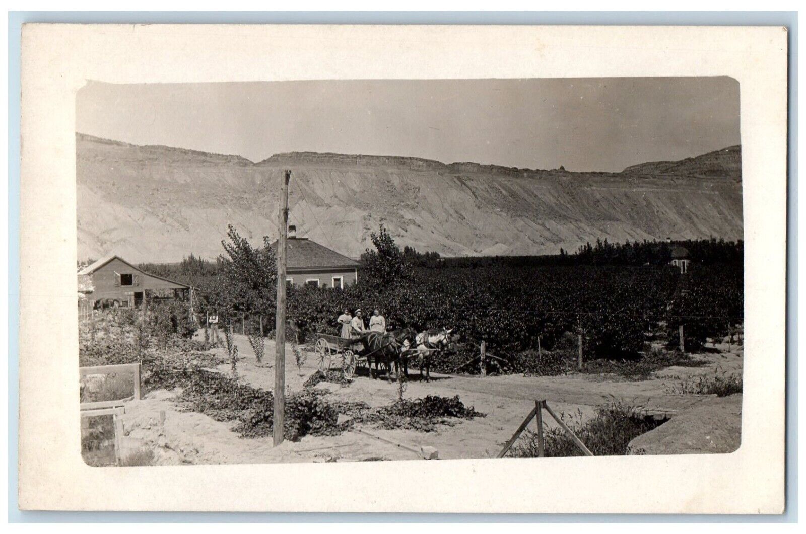 c1910's Western Nut Farm Horse Wagon California CA RPPC Photo Postcard
