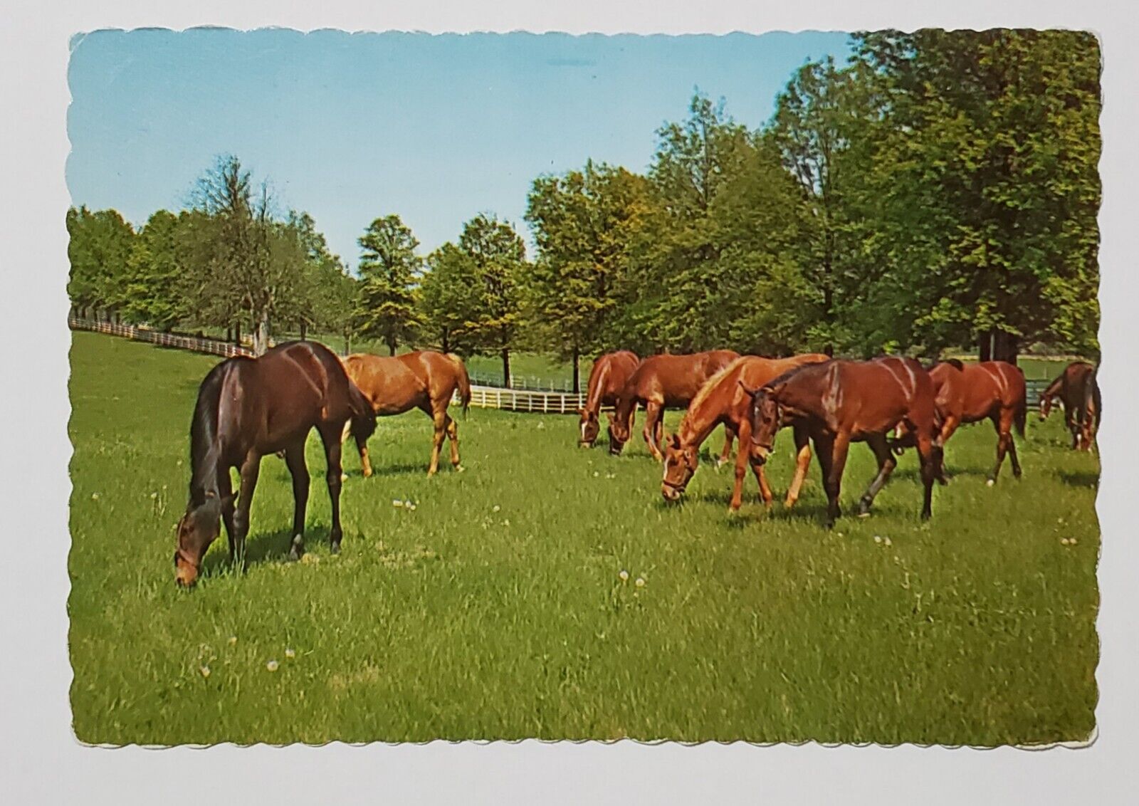 Thoroughbred Horse Country Kentucky Postcard