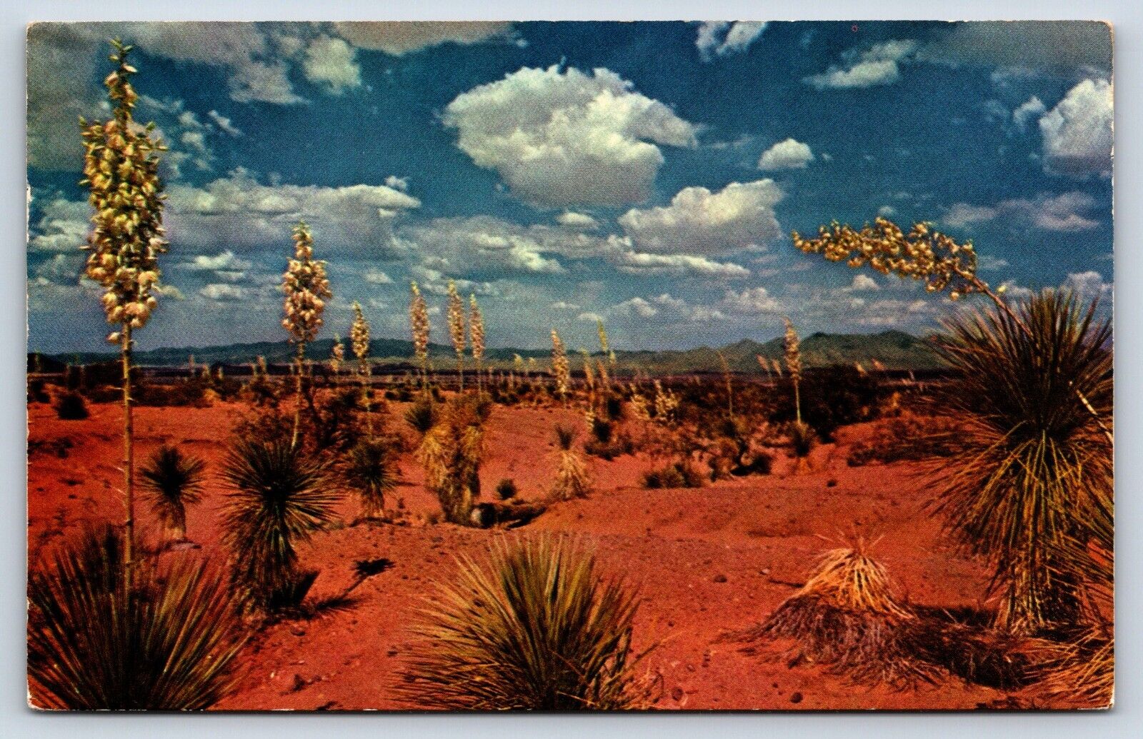 Postcard NM View Desert Yuca Graceful State Flower Red Dirt Spanish Bayonet H7