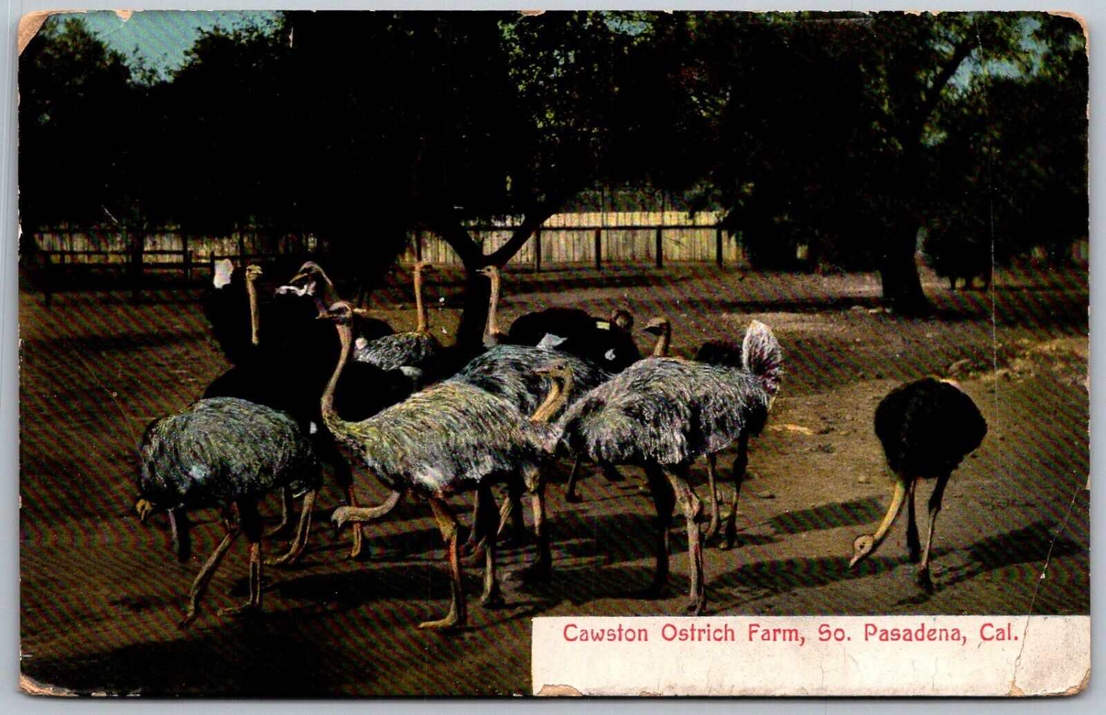 Pasadena California 1909 Postcard Cawston Ostrich Farm