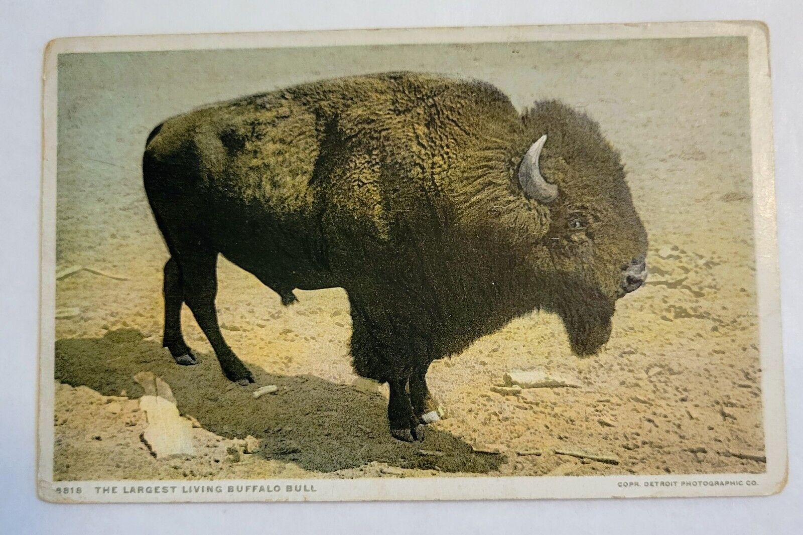 Vintage Postcard “Largest Living Buffalo Bull” Posted 1923 Buffalo, NY -Phostint