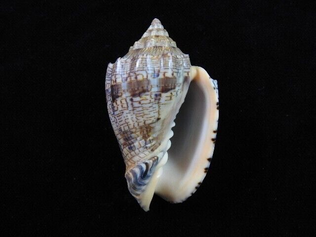 Sea shell Voluta ebraea 73.9mm ID#7594