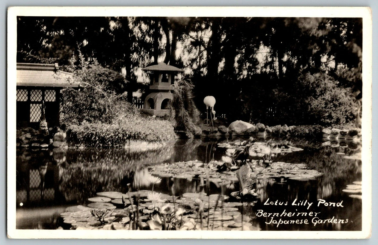 RPPC Vintage Postcard - Lotus Lilly Pond Bernheimer Japanese Gardens