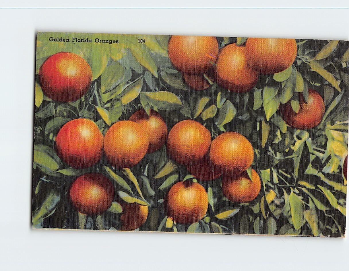 Postcard Golden Florida Oranges USA