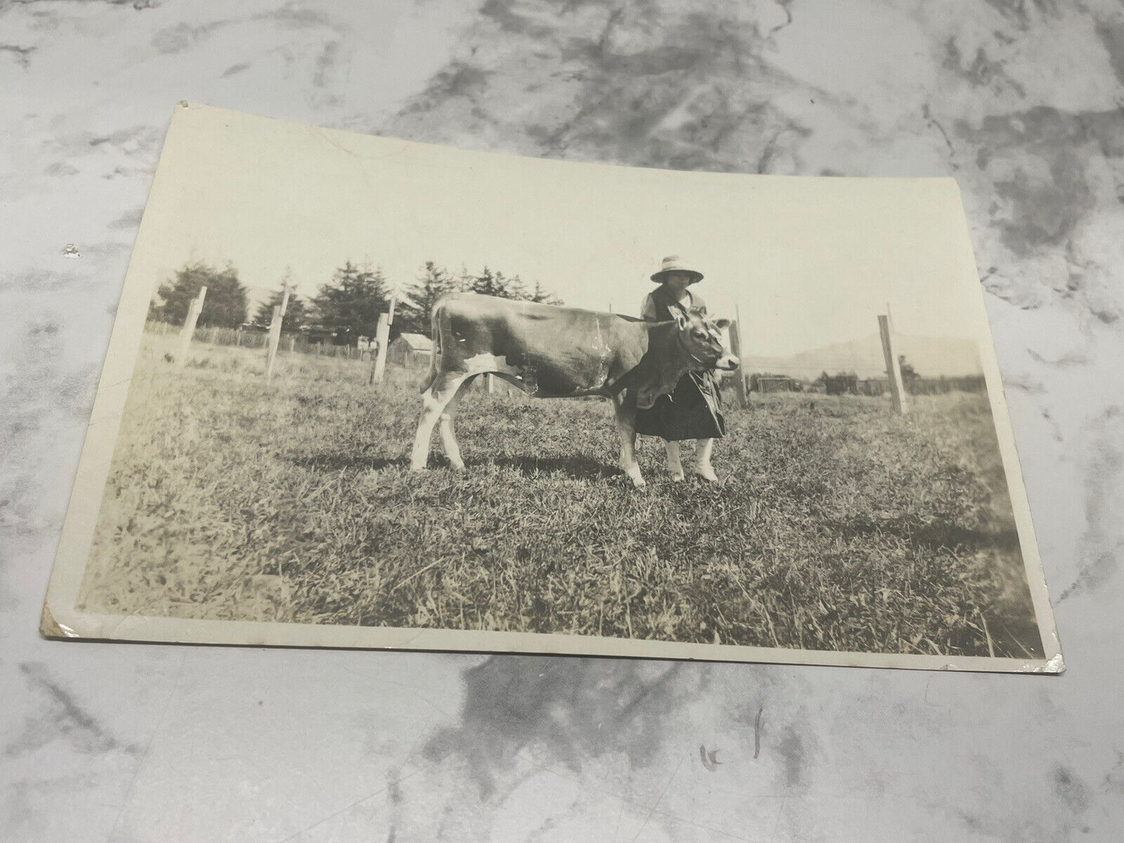 Antique Photo Tillamook County Fair Prize Winning Calf 1920 Aradella Miller OR