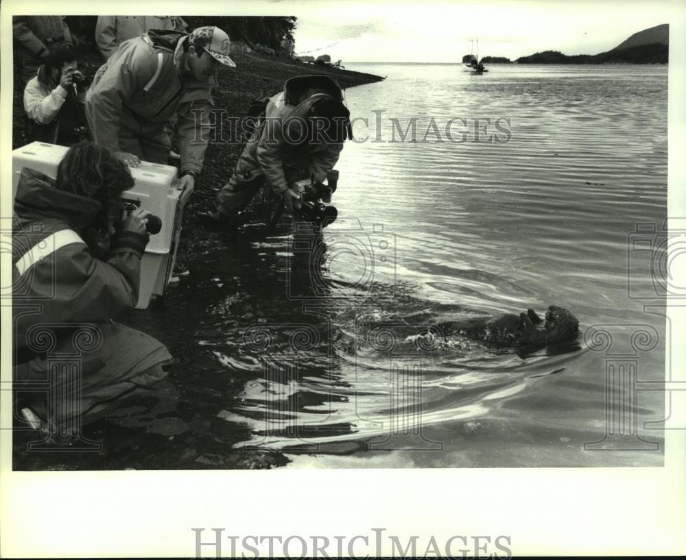 1989 Press Photo Sea Otter Released at Prince William Sound in Valdez Alaska