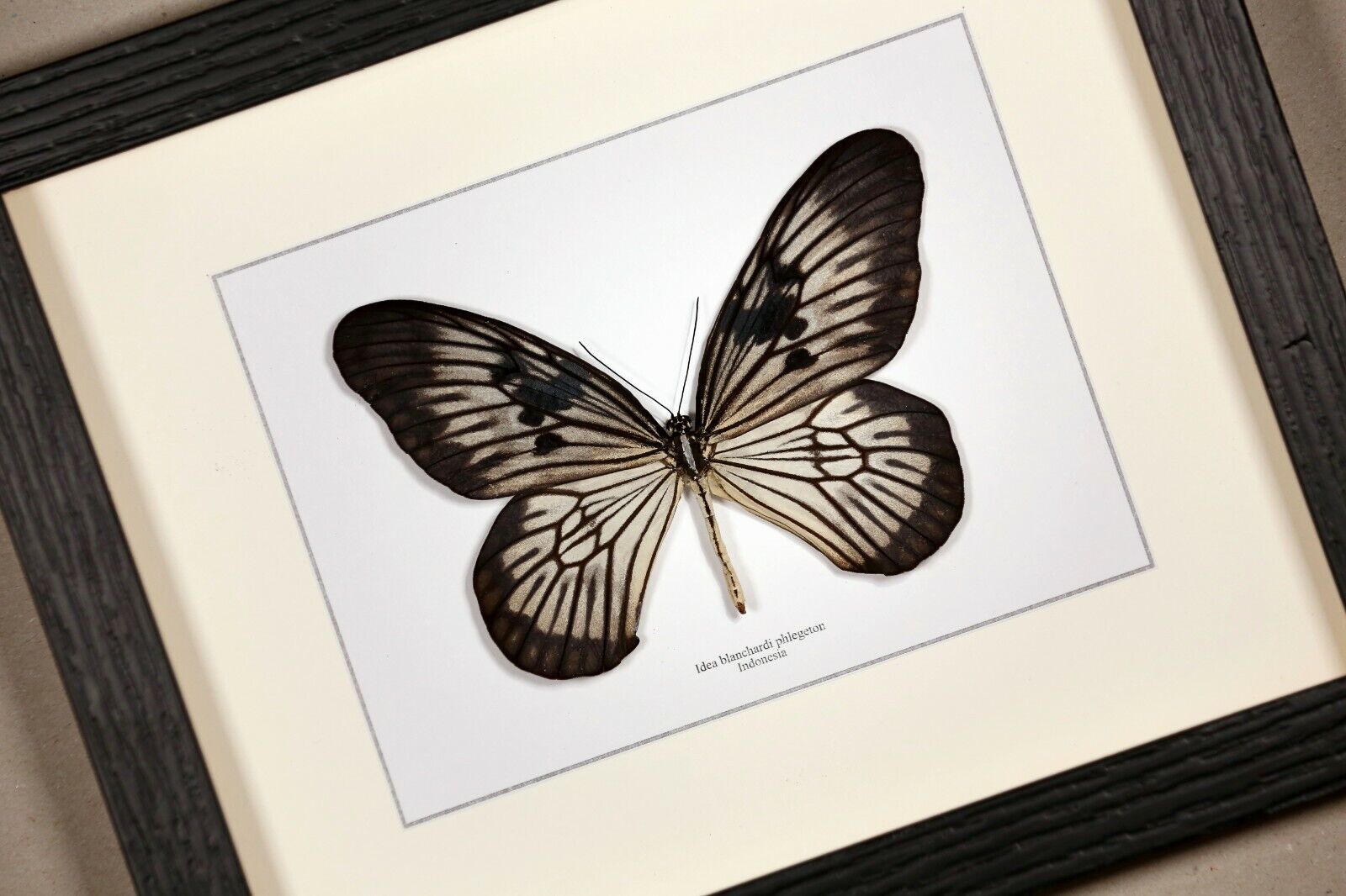 Idea blanchardi phlegeton   real framed butterfly 