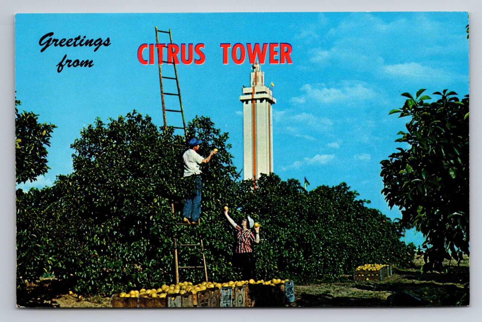 Greetings From Citrus Observation Tower Clermont Florida Vintage Unposted