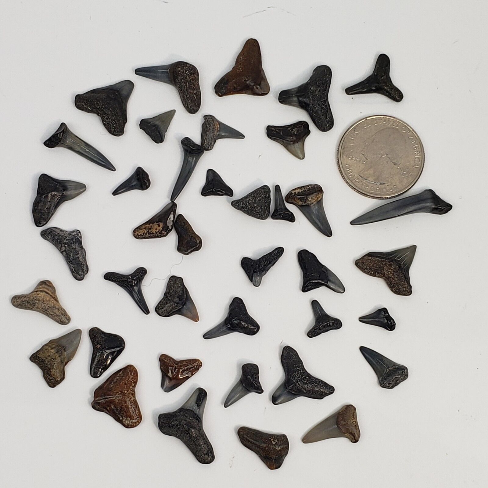 SHARK TEETH Lot Of 40 For Jewelry - Fossil Digs Buried Treasure Dig Party