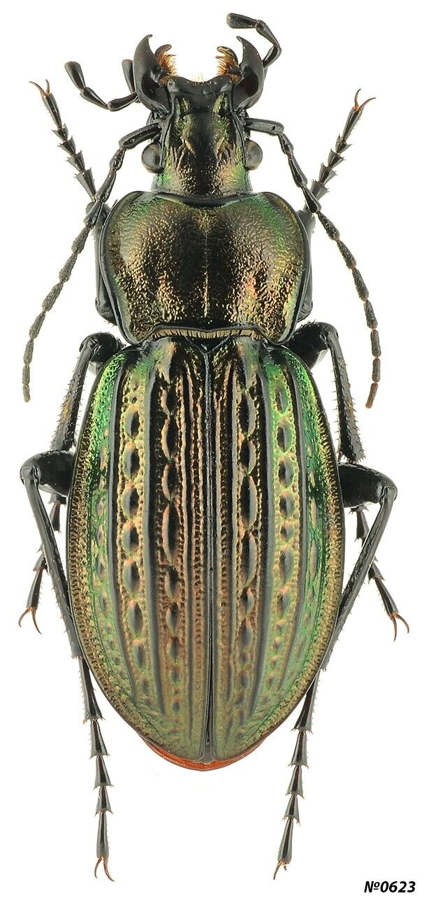 Coleoptera Carabidae Carabus (Eucarabus) ulrichi sokolari NW Serbia 26mm