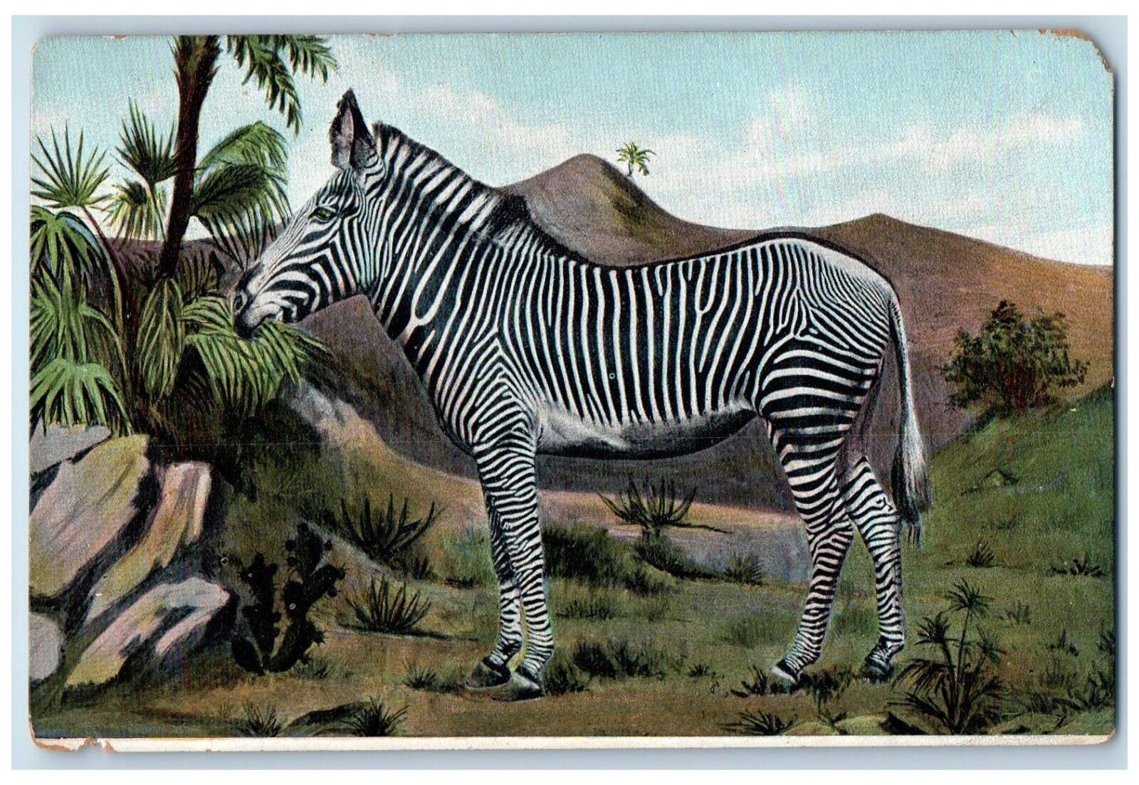 c1950's The Zebra Scene In The Forest Animal Unposted Vintage Postcard