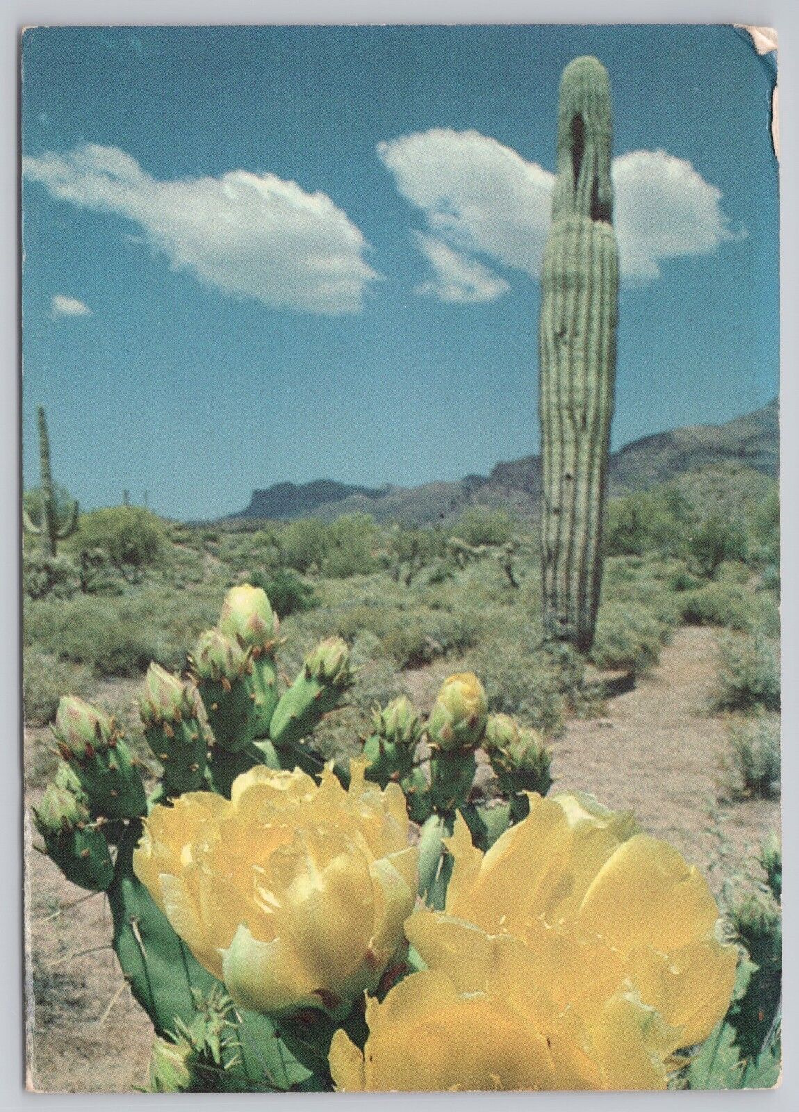 Tucson Arizona, Desert Cactus & Blooms, Vintage Postcard
