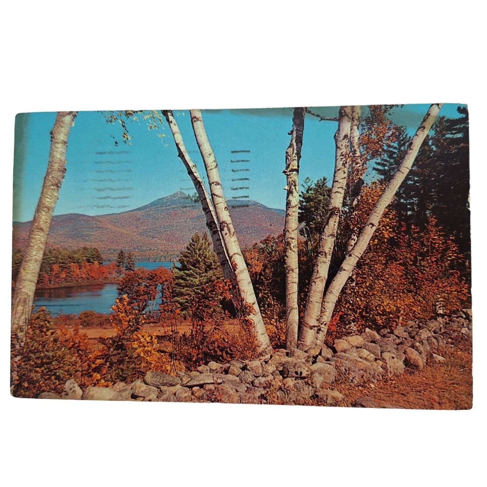 Postcard Lake Chocorua Tall Birches New Hampshire Chrome Posted