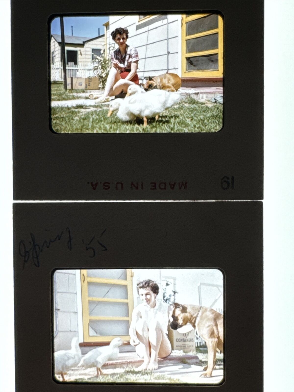 (2) 1955 Boxer Dog & Duck w/ Woman 35mm Original Slide Red Border Kodachrome