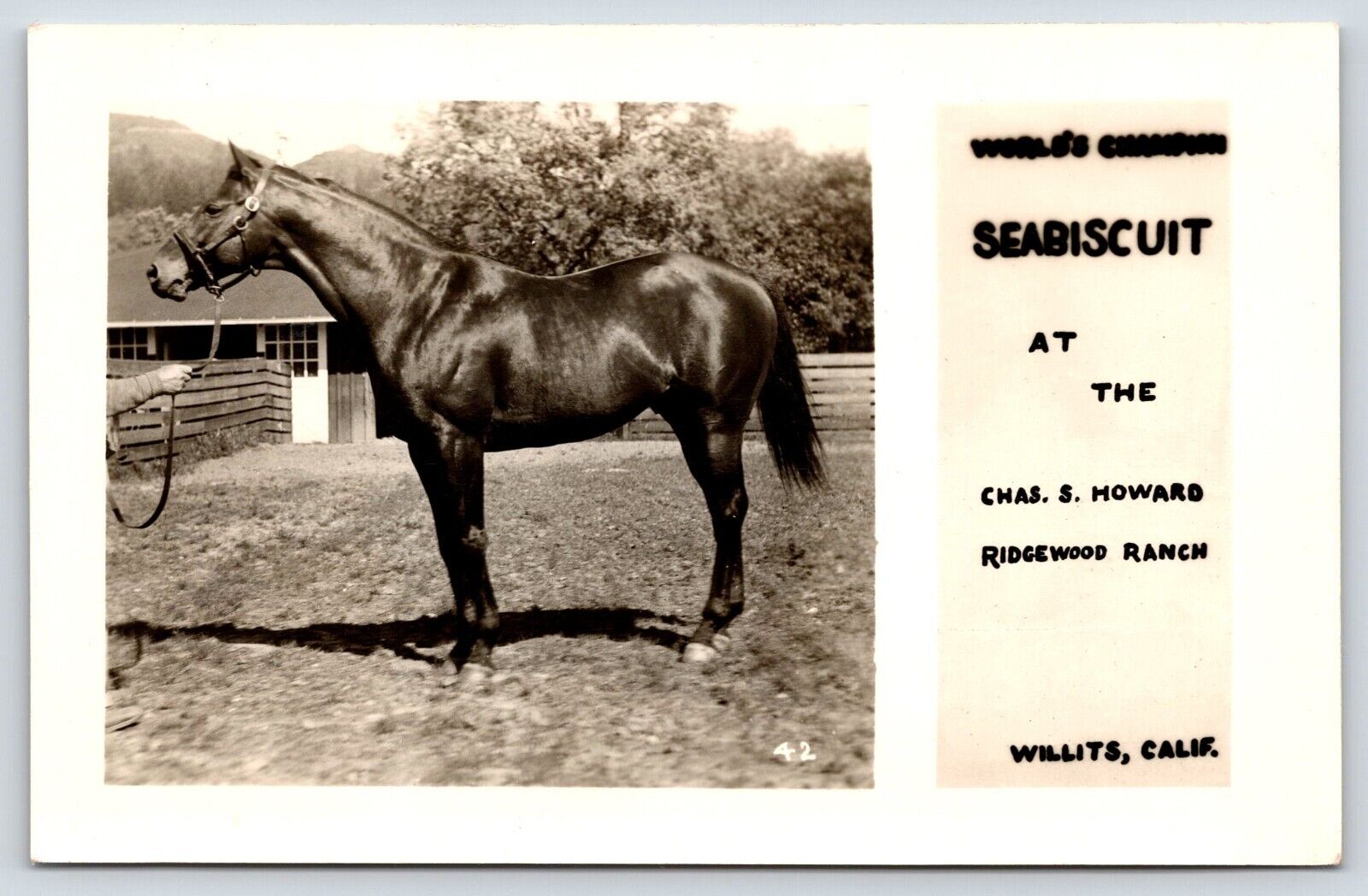 Vintage Postcard World\'s Champion Seabiscuit at the Chas. S. Howard Ridgewood