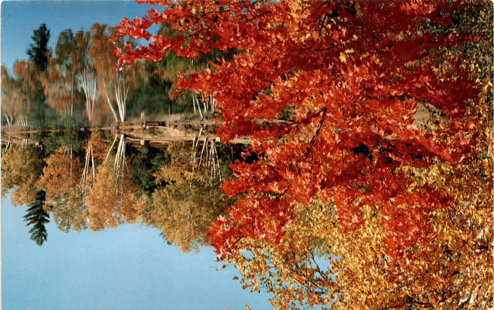 RED MAPLE, LAKE, Thomas Peters Lake. Postcard