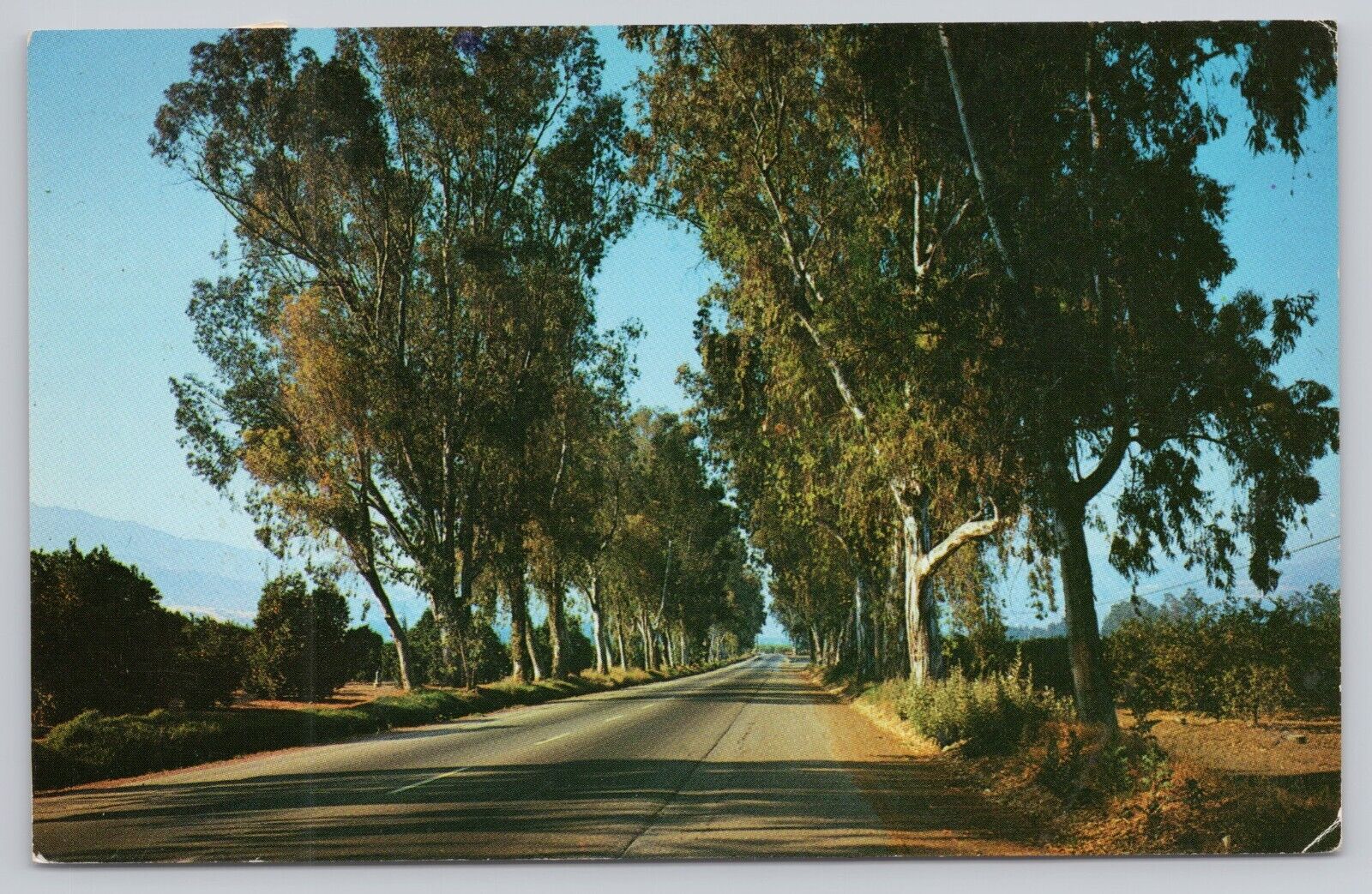 Eucalyptus Trees Along a California Highway, Vintage Postcard