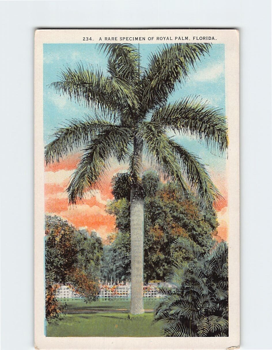 Postcard A Rare Specimen of Royal Palm Florida USA