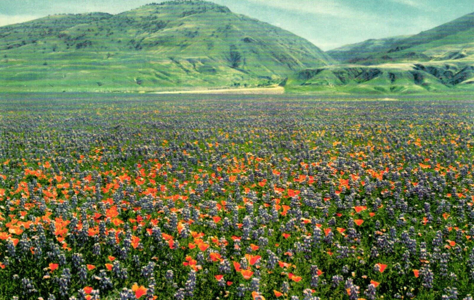 Union Oil Company Wild Flowers Grapevine Grade In The Background Postcard