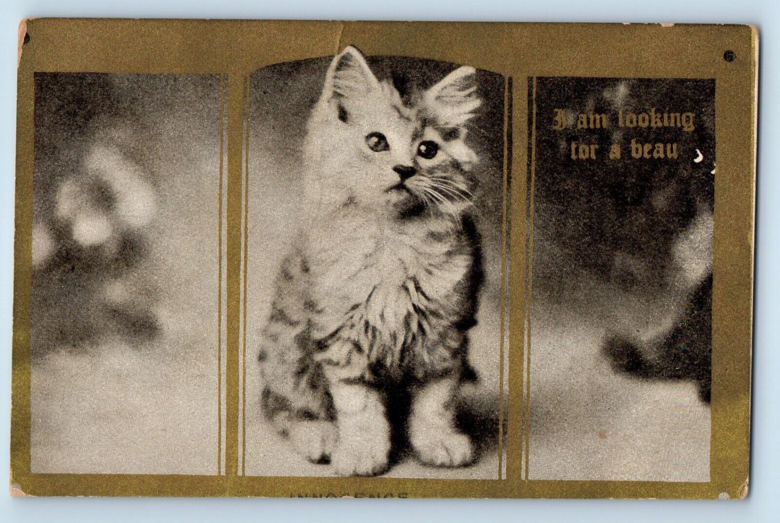 Greenfield Iowa IA Postcard Haired Cat Kitten I Am Looking For A Beau c1910\'s