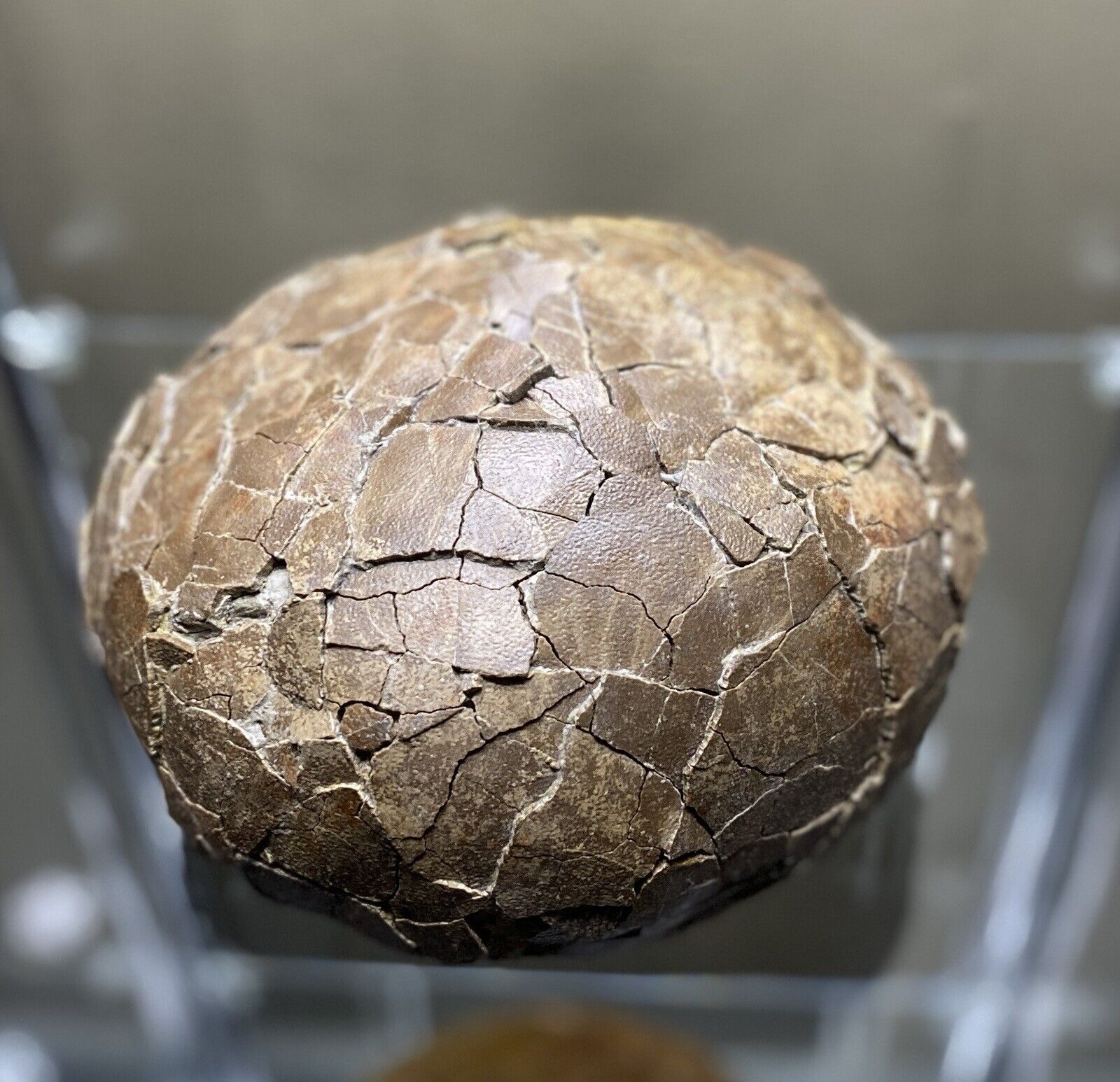 MASSIVE French Sauropod Dinosaur Fossil Egg THE WORLDS MOST BEAUTIFUL DINO EGG