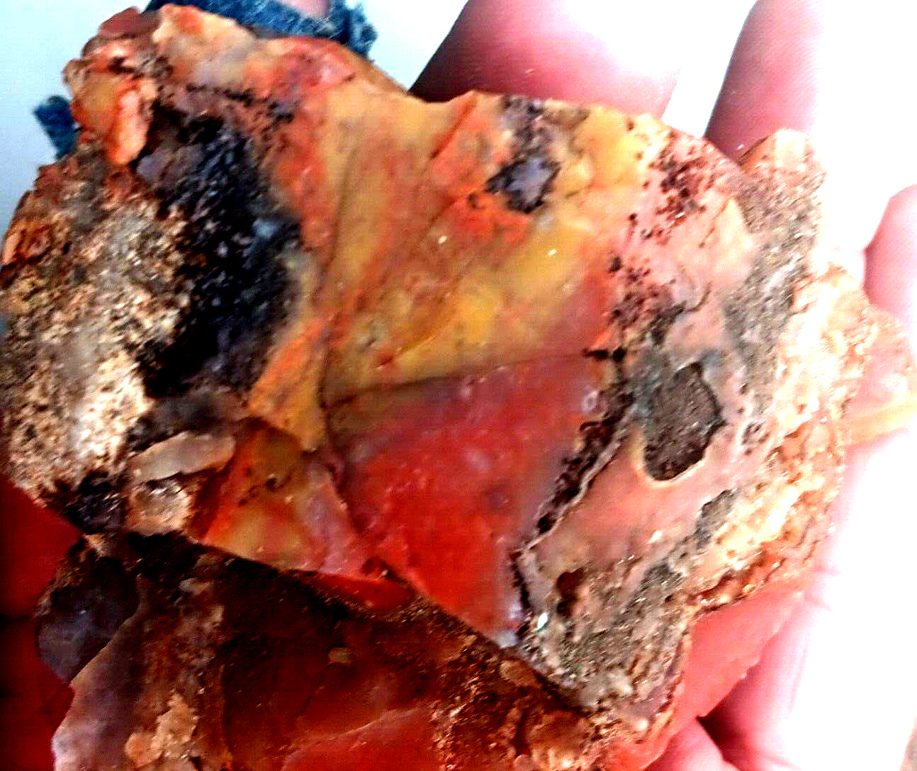 Volcanic Petrified Wood Limb Cast Utah RARE Orange Red Black Qrtz W Depth Rough