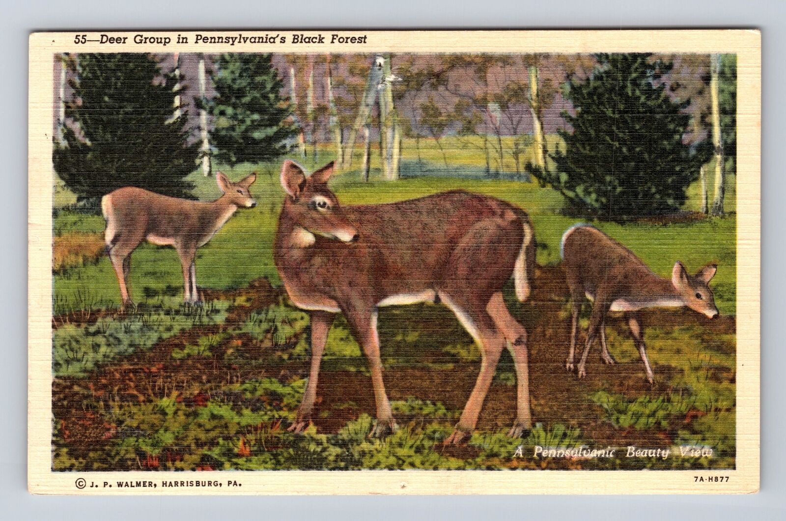 PA-Pennsylvania, Deer Group, Black Forest, Antique, Vintage Souvenir Postcard