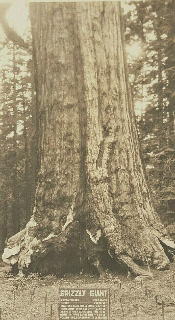 Vintage Photo Postcard Yosemite National Park CA  'Grizzly Giant' Redwood Tree