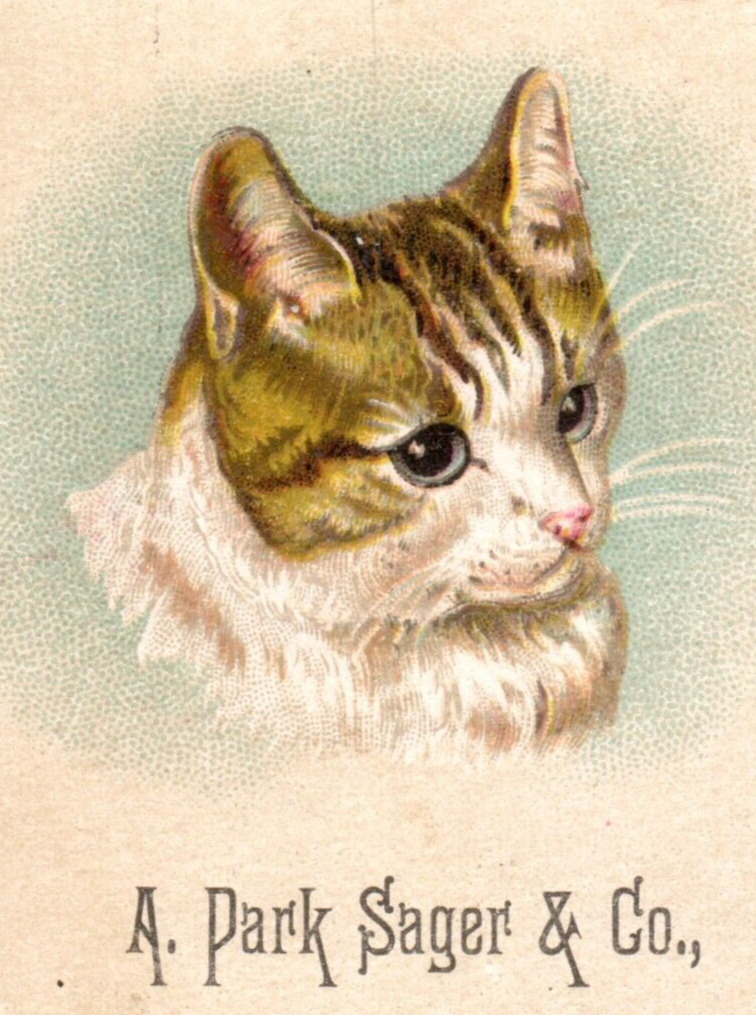 c1880s A Park Sager Co Hosiery and Furnishings Trade Card Cat Syracuse NY