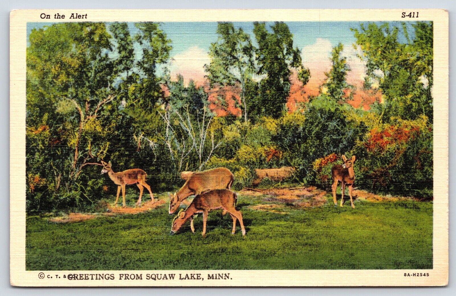 Minnesota Squaw Lake  Vintage Postcard