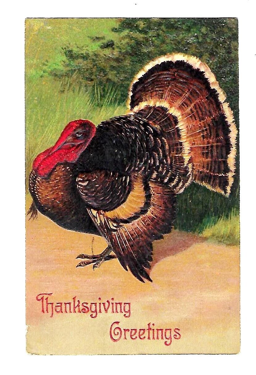 1903 Thanksgiving Postcard Large Turkey in a Field. Davenport, Iowa
