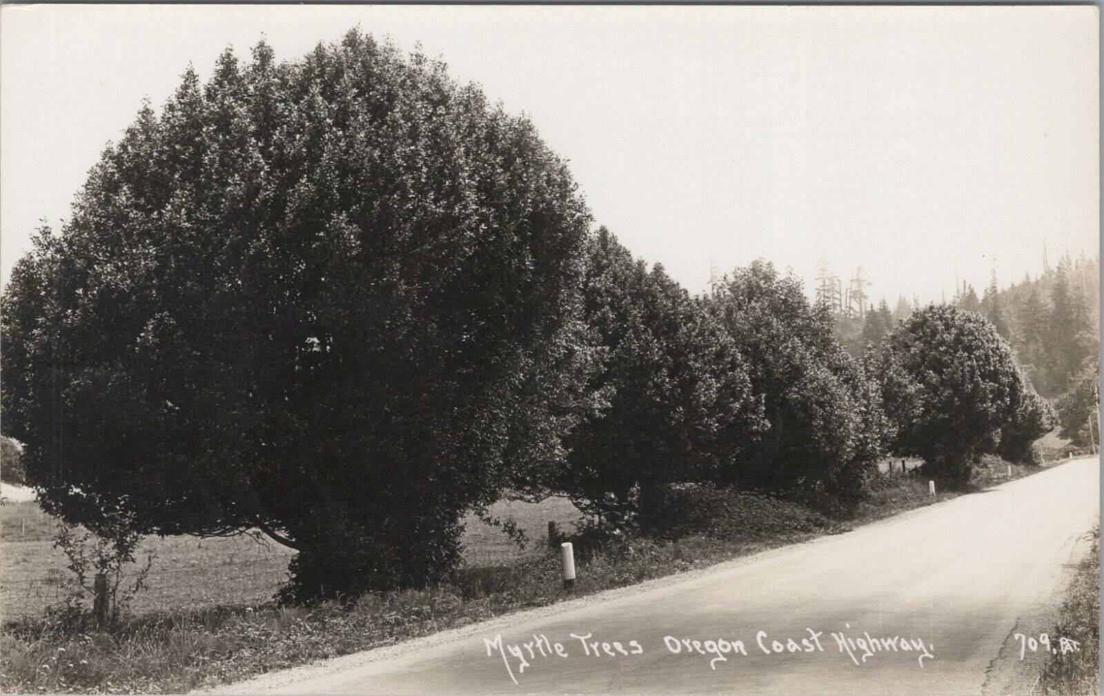 RPPC Myrtle Tree OR Oregon Coast Highway c1940s Patterson photo postcard H39