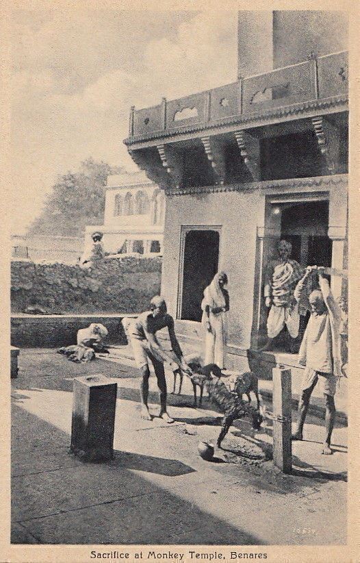 Postcard Sacrifice Monkey Temple Benares India 