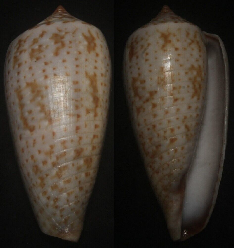 Tonyshells Seashells Conus cinereus SUPERB SUNBURNT CONE 44.5mm F+++/GEM