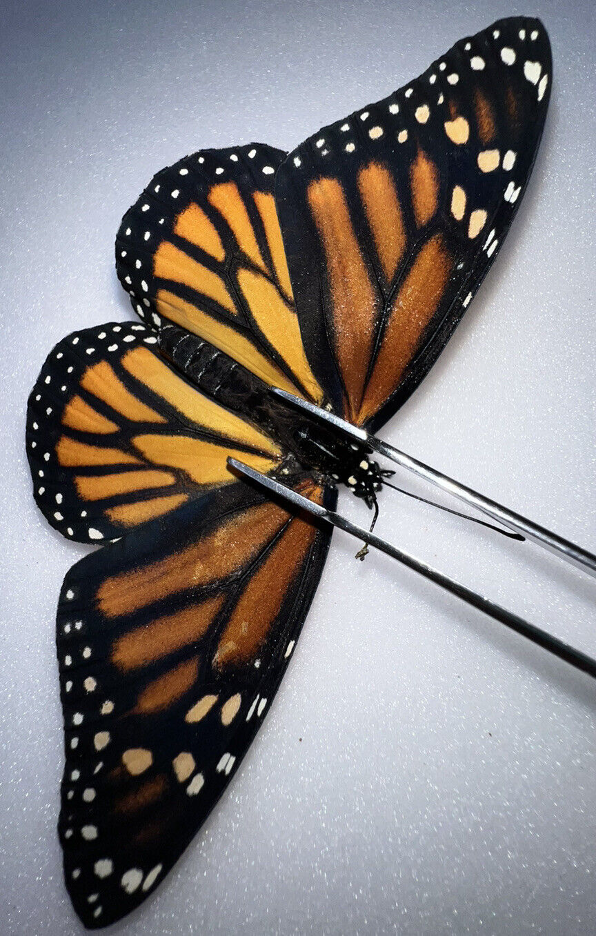 FARM RAISED Monarch Butterfly - Danaus plexippus Female - Antenna Deformed