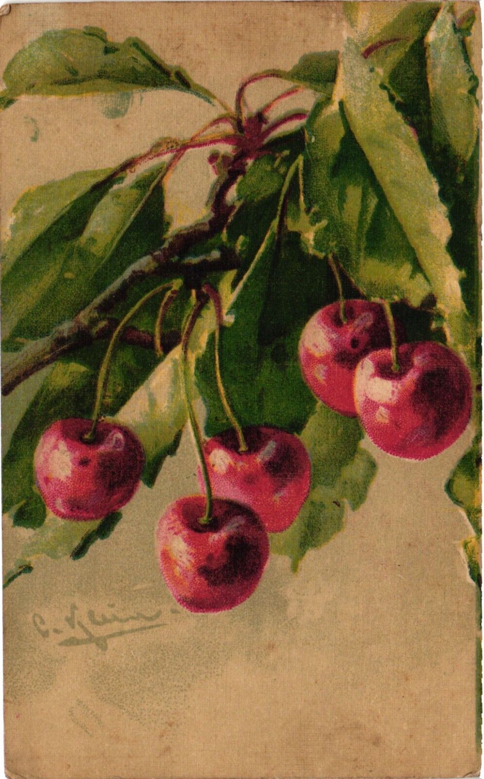 C. Klein, Artist Signed, Fruits, Cherry, Vintage Postcard