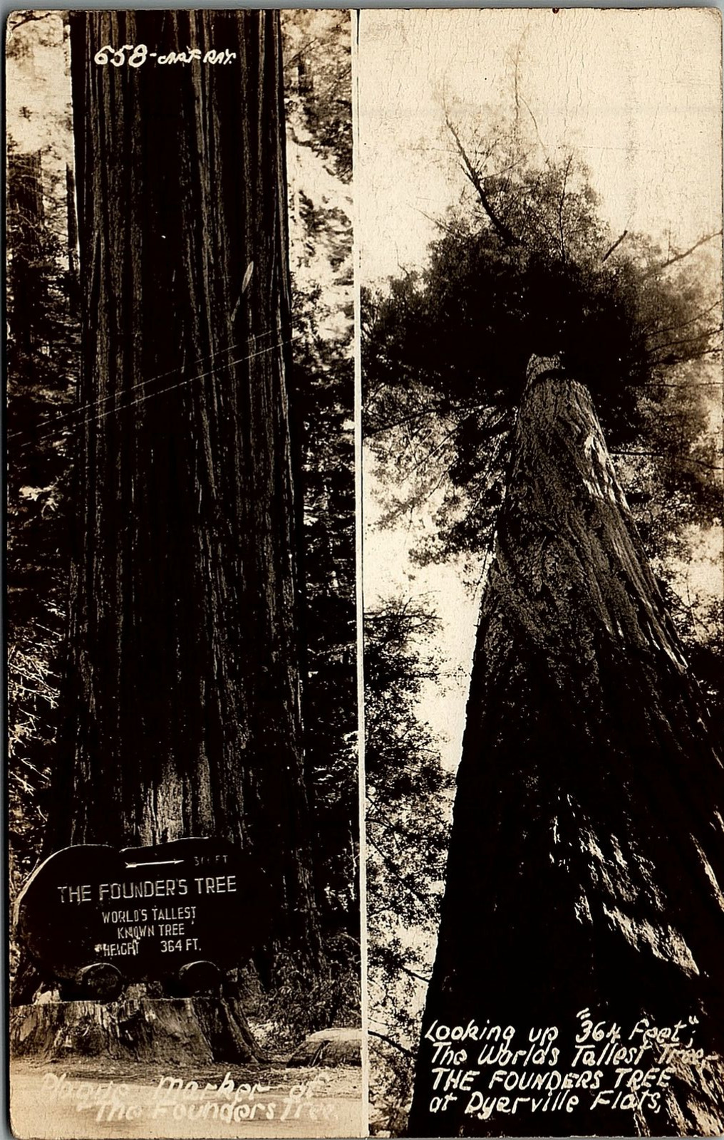 c1900 DYERVILLE FLATS CALIFORNIA WORLD\'S LARGEST TREE REAL PHOTO POSTCARD 17-72