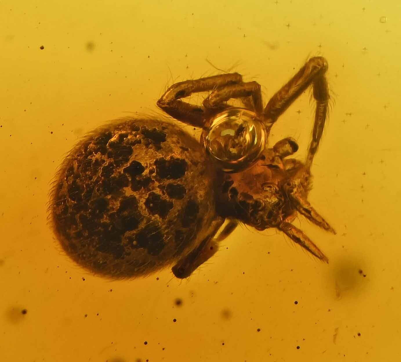 Spider with patterned abdomen, Fossil Inclusion in Dominican Amber