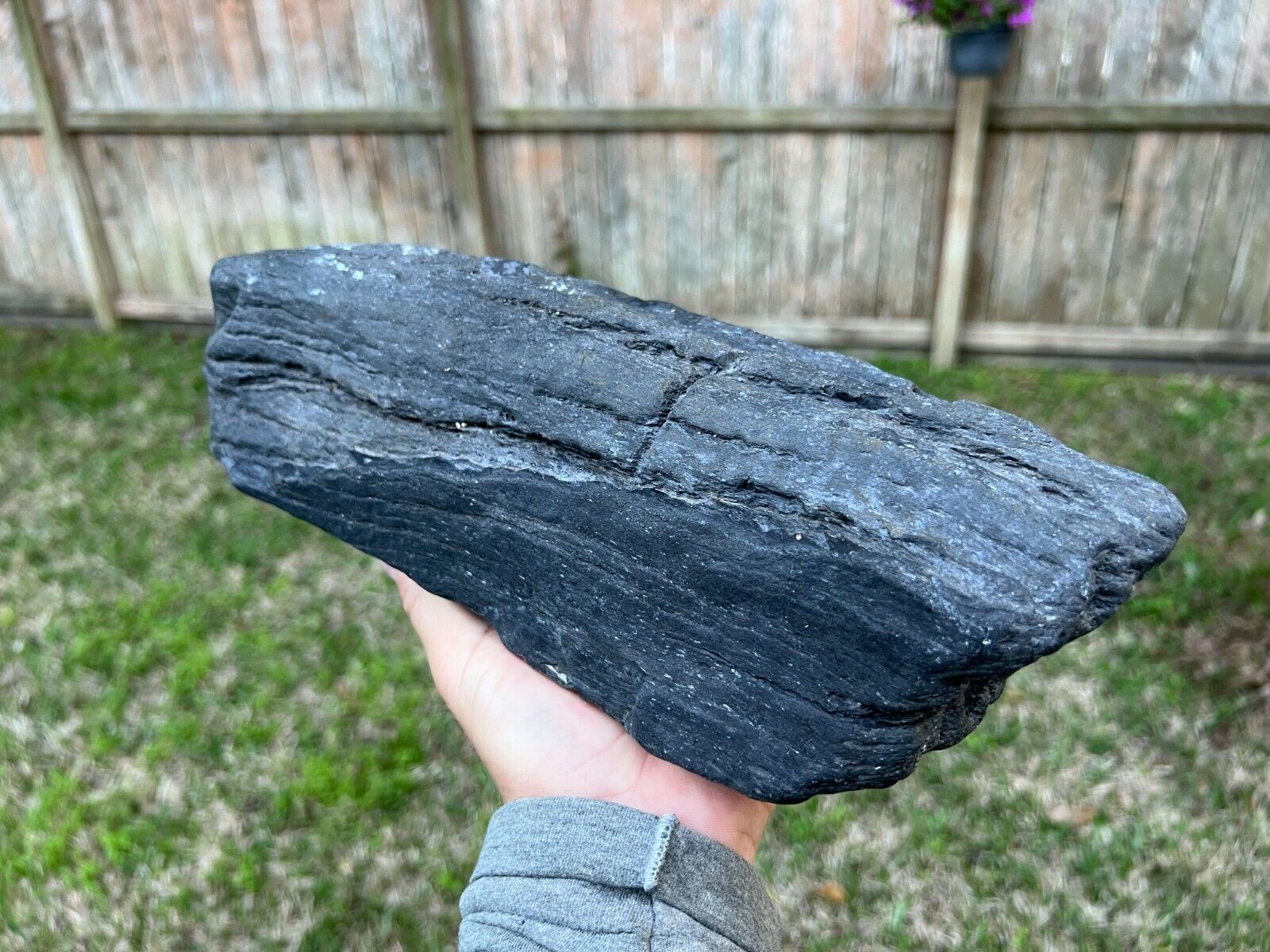 Texas Petrified Wood 12x5x3 Black Agatized Natural Branch Manning Formation
