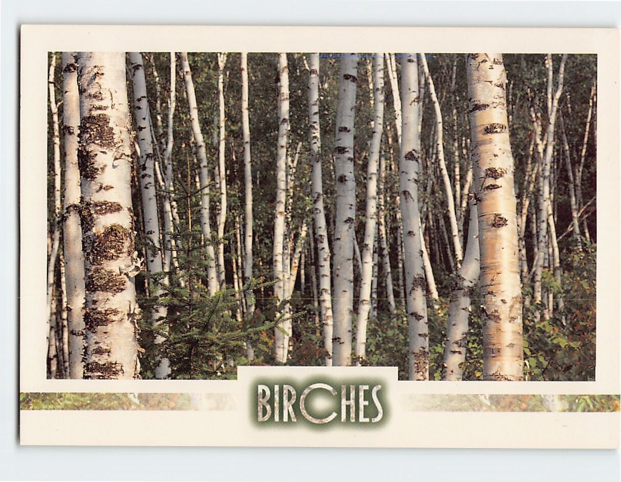 Postcard Birches
