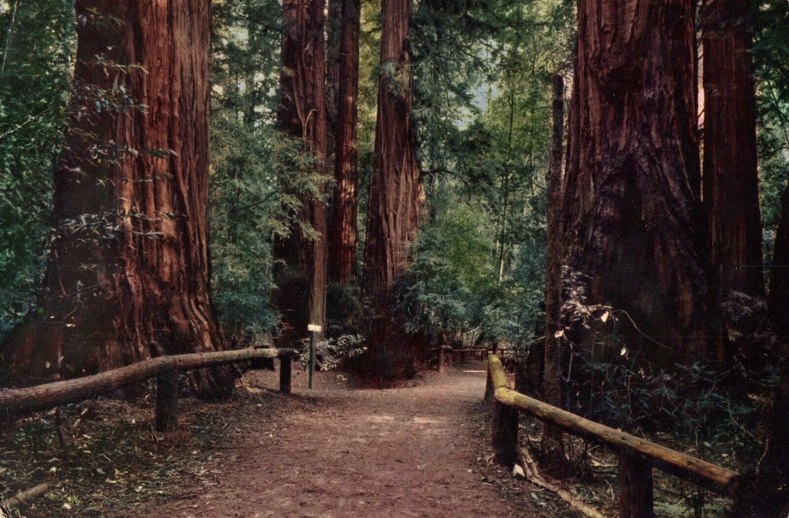 Pathway Through The Redwoods Santa Cruz County CA Jumbo Vintage Postcard 9\