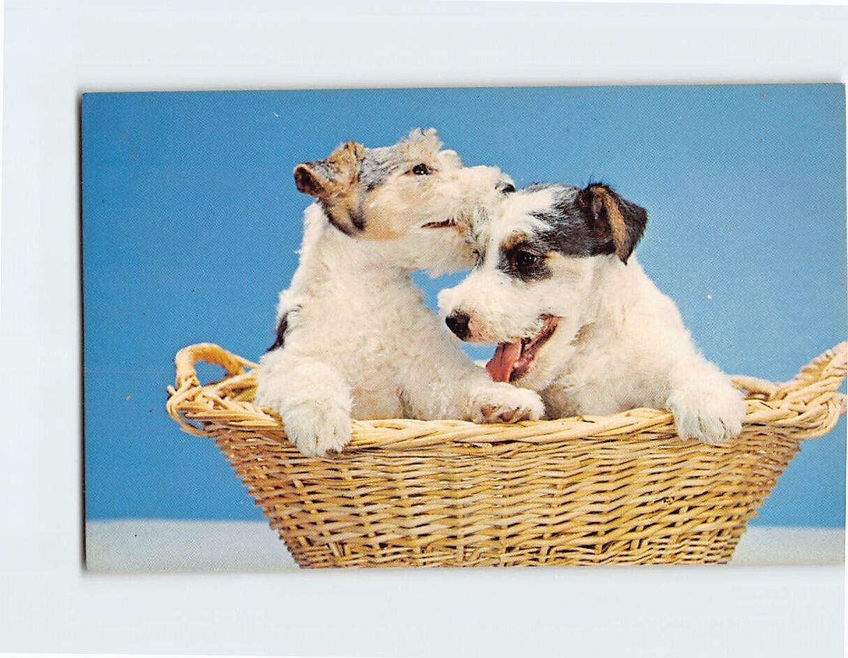 Postcard Two Cute Puppies in a Basket