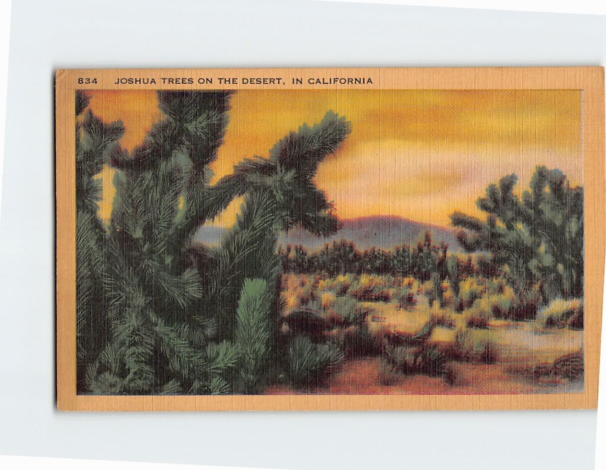 Postcard Joshua Trees on the Desert California USA