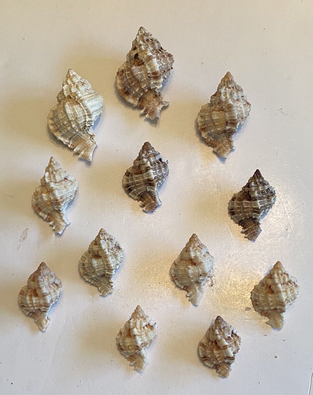 12 Beautiful Apple Murex Shells From SW Florida