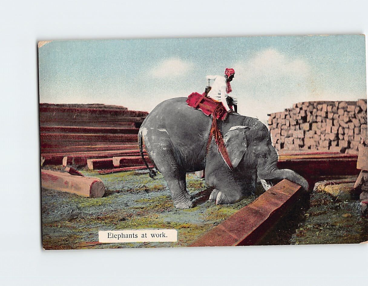 Postcard Elephants at work