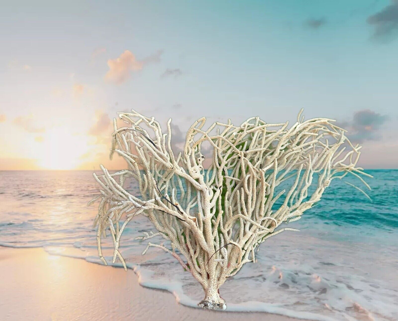 Natural Sea Fan, Rusty Coral Tree Branch, Coral beach decor, Sea Souvenir