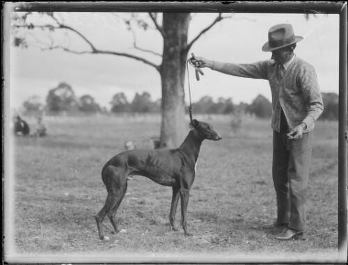 Greyhound Perseus with a trainer, NSW, ca. 1933 Australia Old Photo