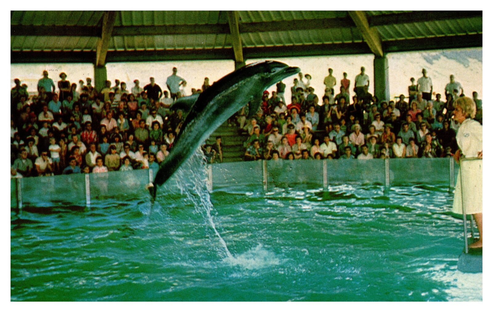 Postcard Wela porpoise performing in ocean science theatre