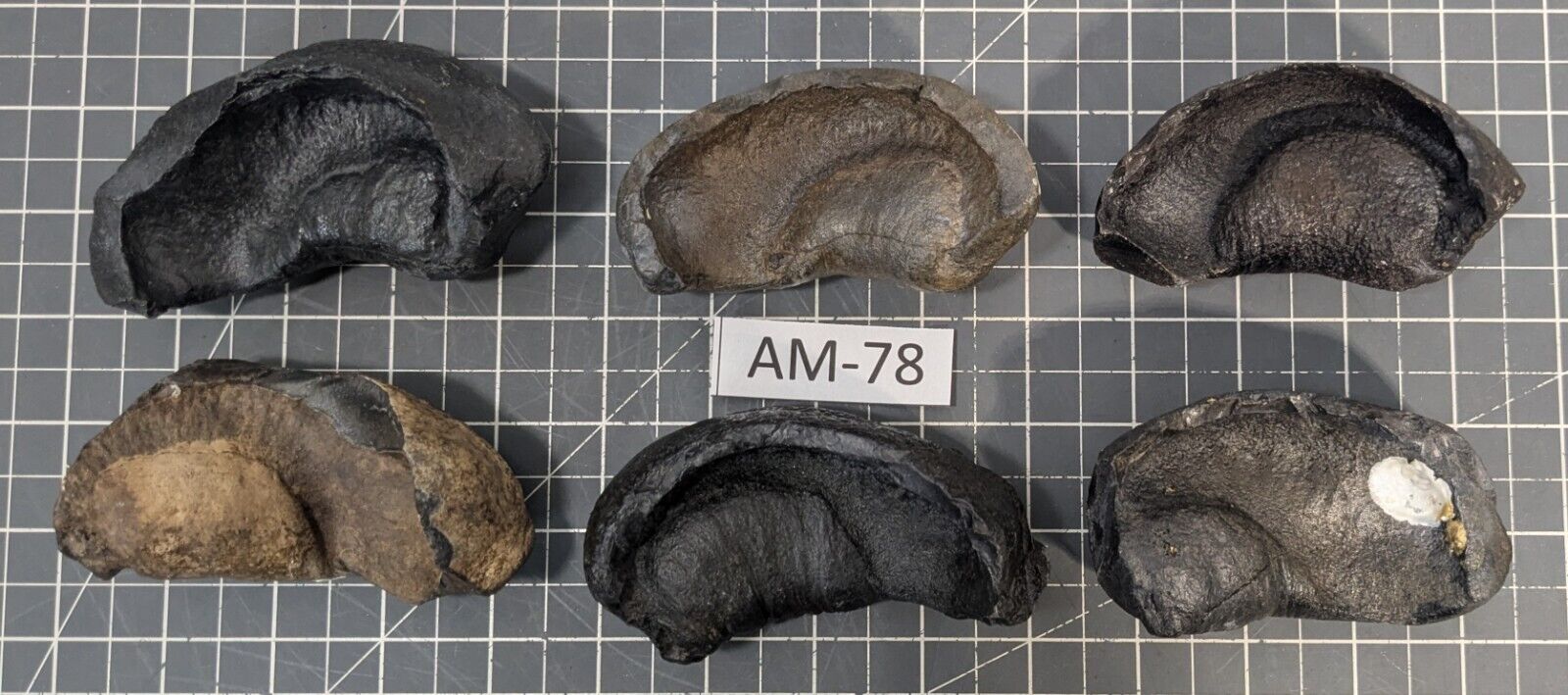 ** (6) Fossilized Whale Ear Bones (~1.4kg) AM-78