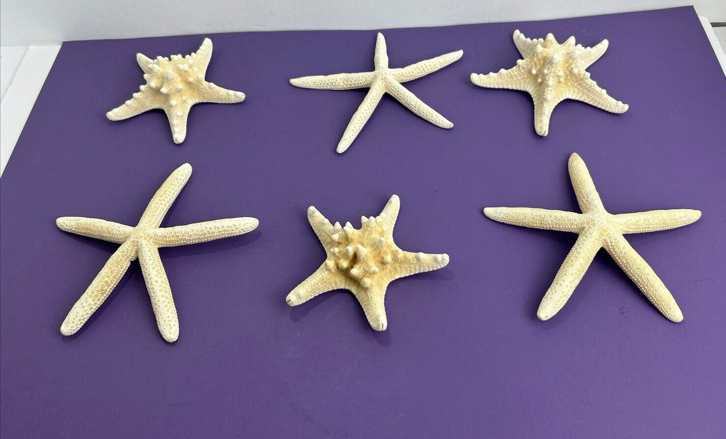 Starfish 6 Miscellaneous Large, 3 Knobby & 3 Regular